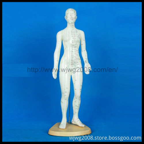 Human Body Acupuncture Models (Female-M-1-48)